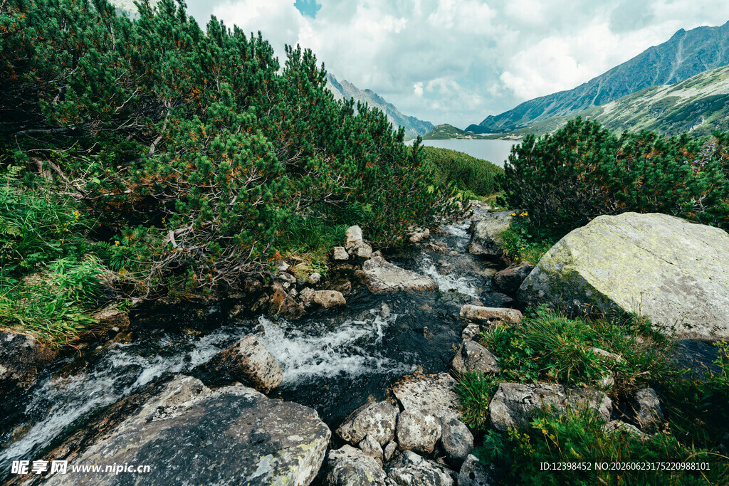 山间溪流旁的葱郁自然景