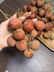荔枝
