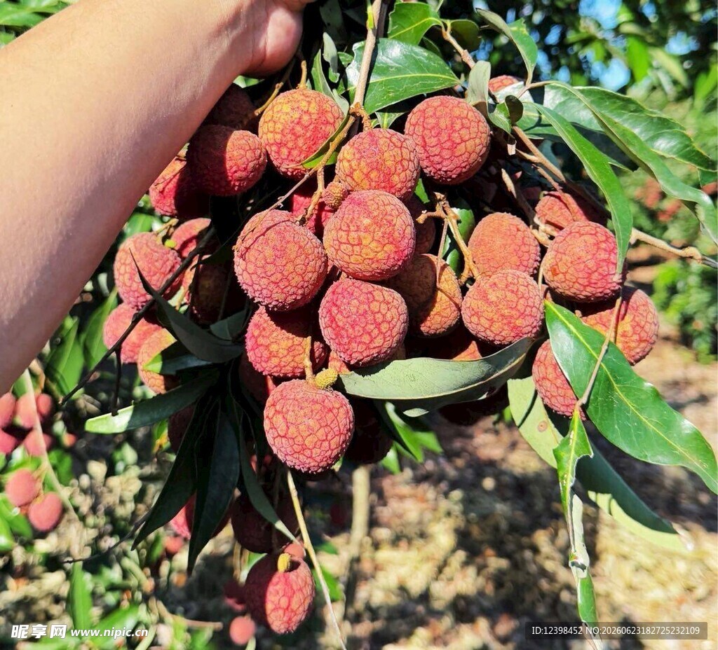 荔枝