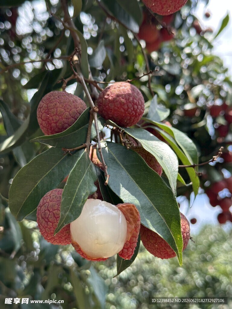荔枝