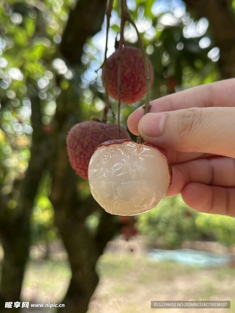 荔枝