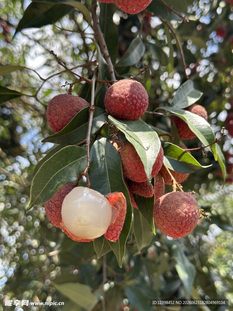 荔枝