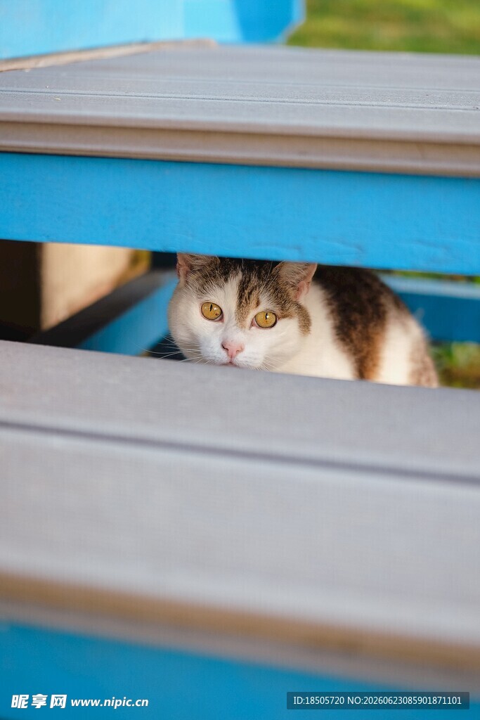 躲在蓝色长椅下的猫咪