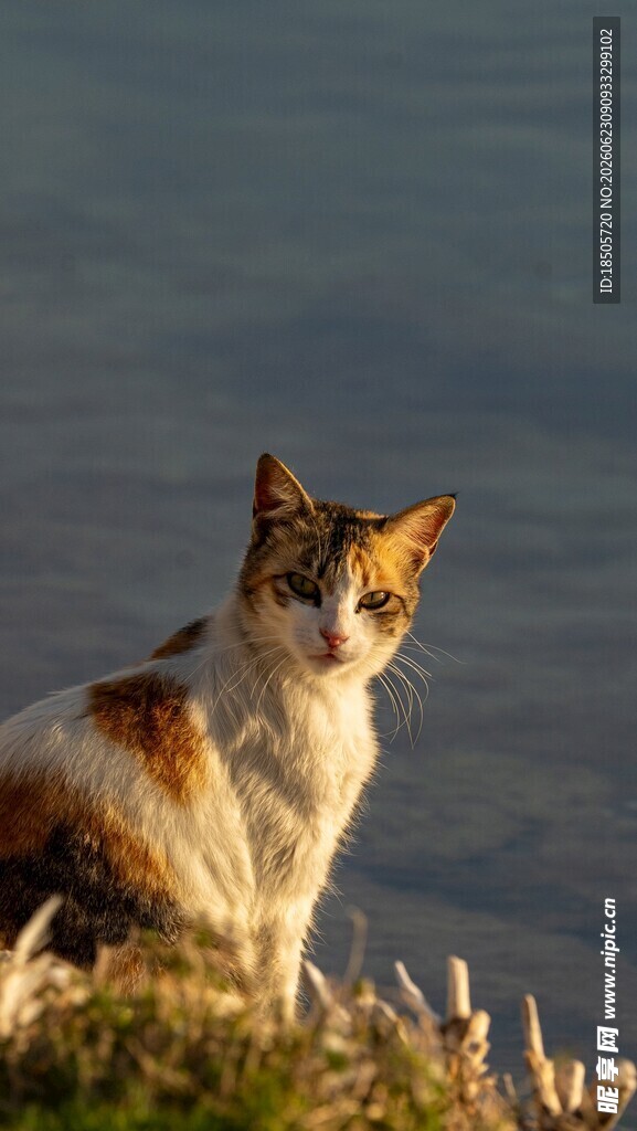 岸边蹲坐的三色猫咪