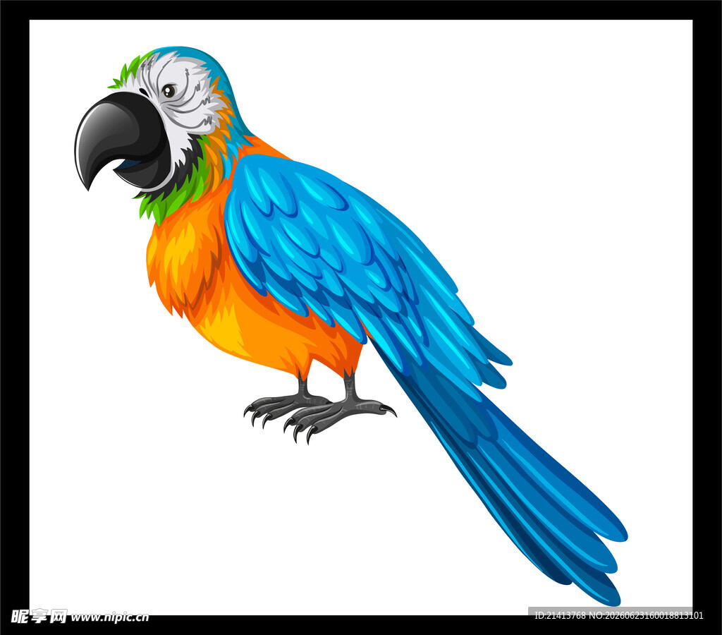 多彩鹦鹉插画