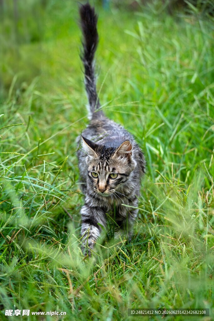 草地上的猫咪