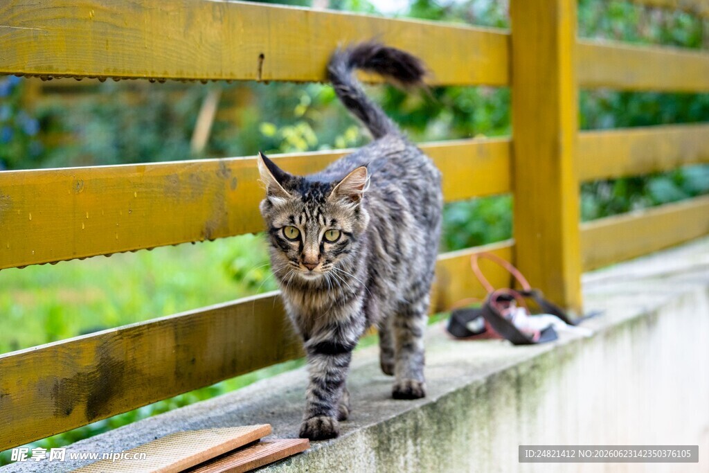 木栏边行走的花纹猫咪