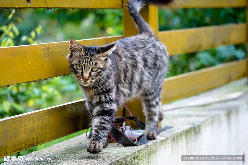 漫步的斑纹猫咪