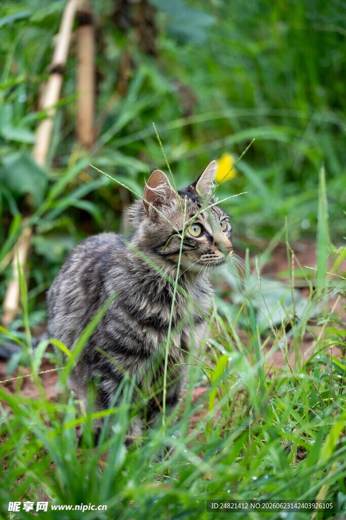 草丛中的可爱小猫咪