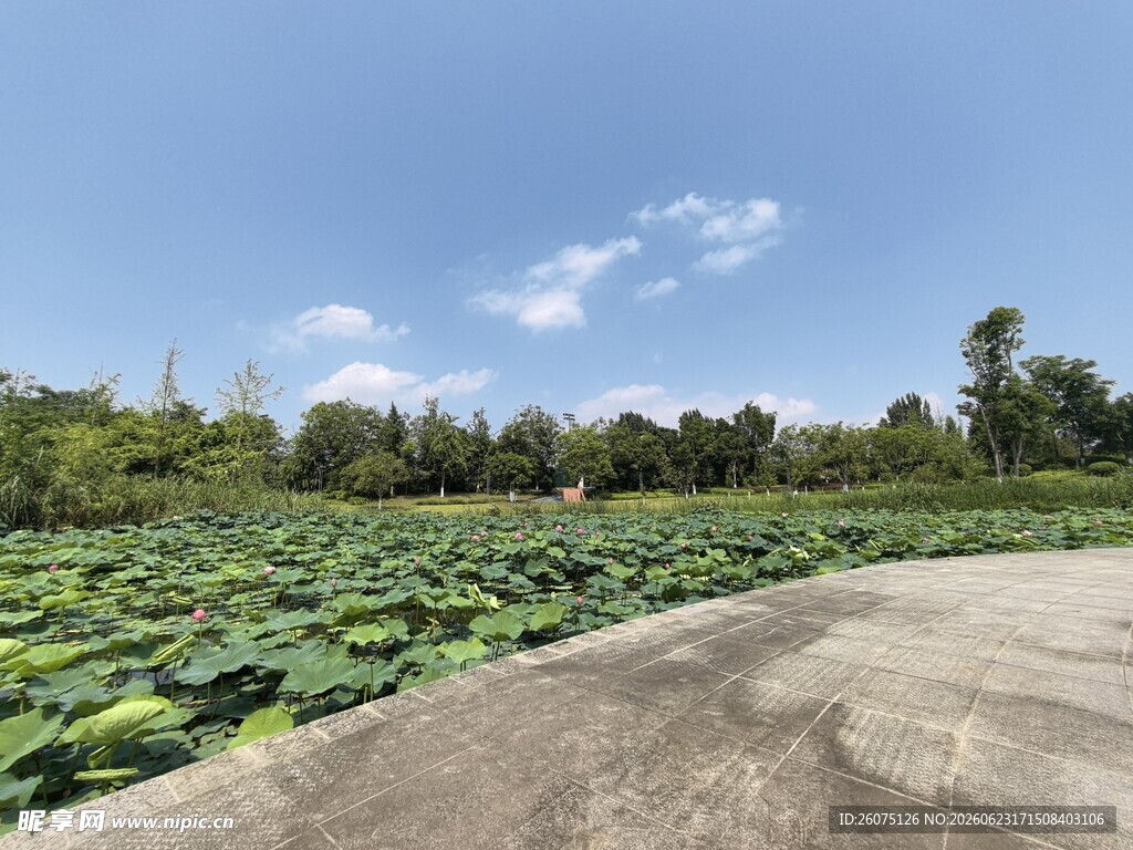 荷塘边的水泥路风景