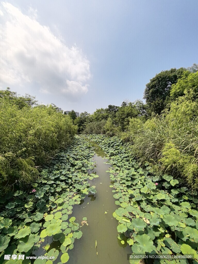 荷塘绿意盎然的自然景致