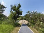 乡间小路旁的葱郁绿植