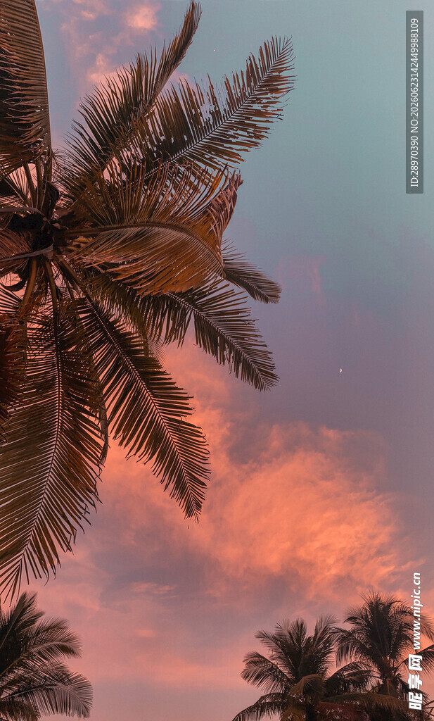 夕阳下的棕榈树美景