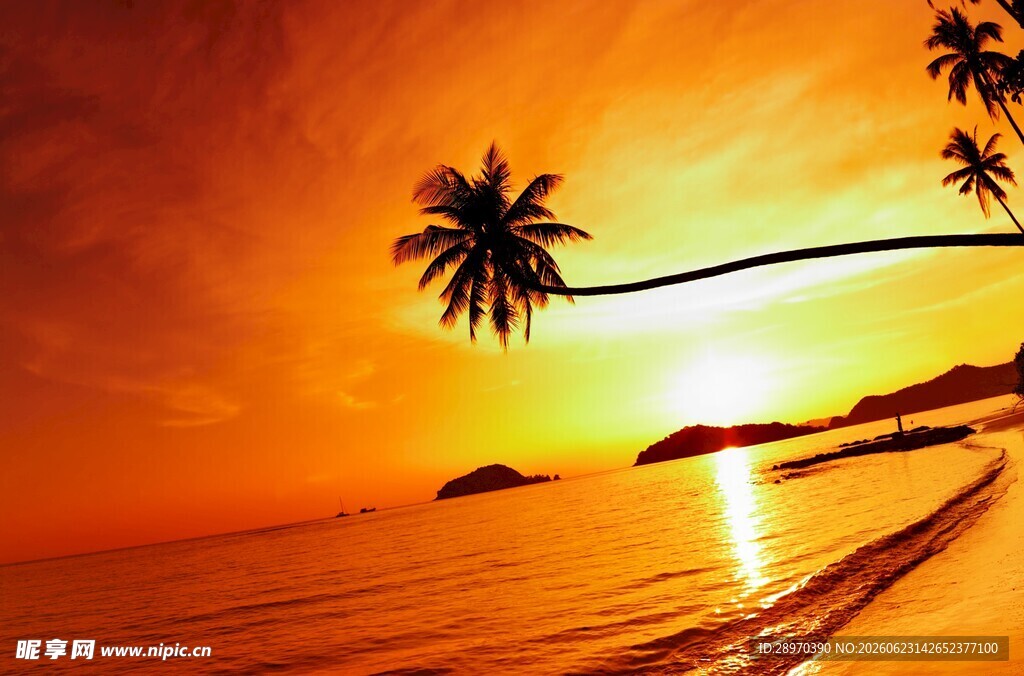 夕阳下的海边椰树美景
