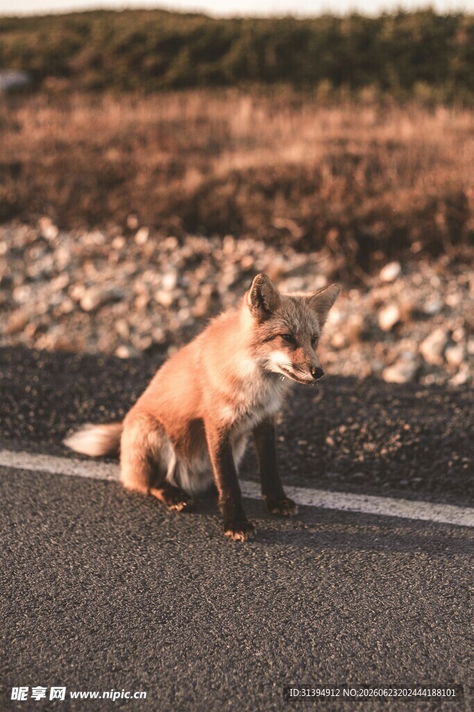 公路边休憩的赤狐