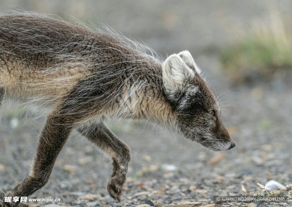 行走的野生狐狸