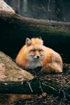 林间休憩的红狐狸