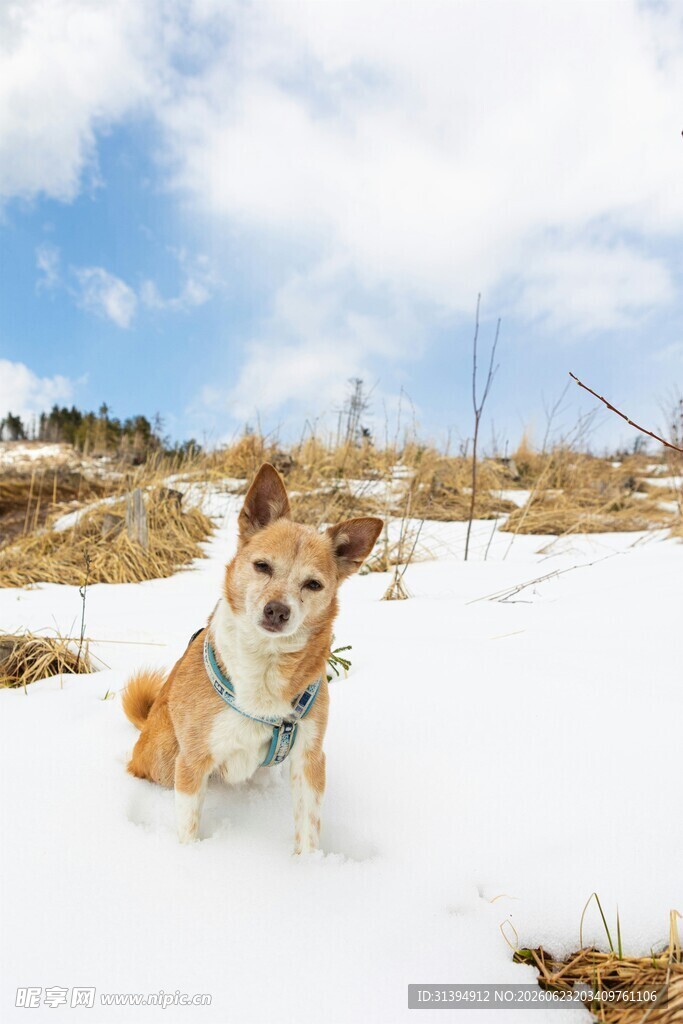 雪地中奔跑的可爱小狗
