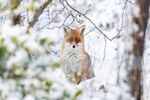 雪地中的红狐狸