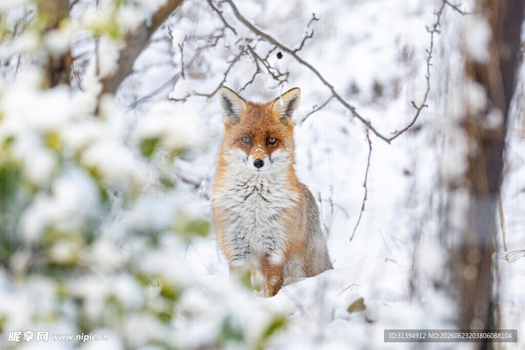 雪地中的红狐狸