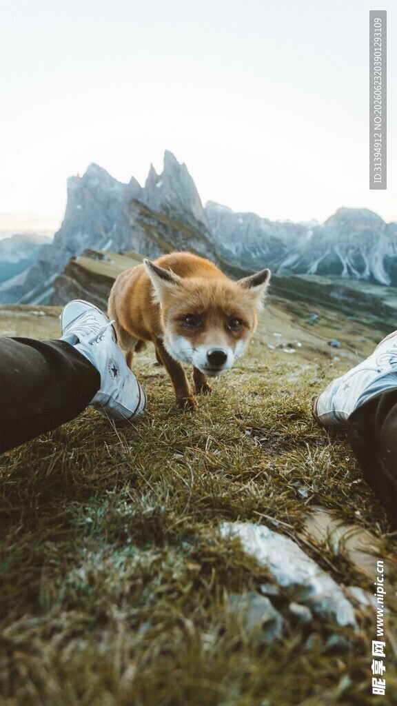 山间萌犬嬉戏