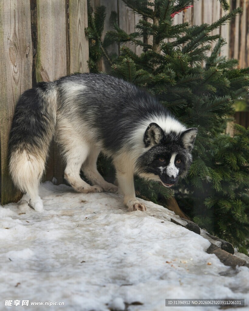 雪地中的黑白毛发犬