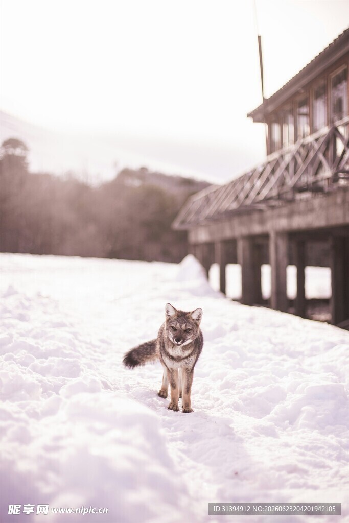 雪地中行走的猫咪