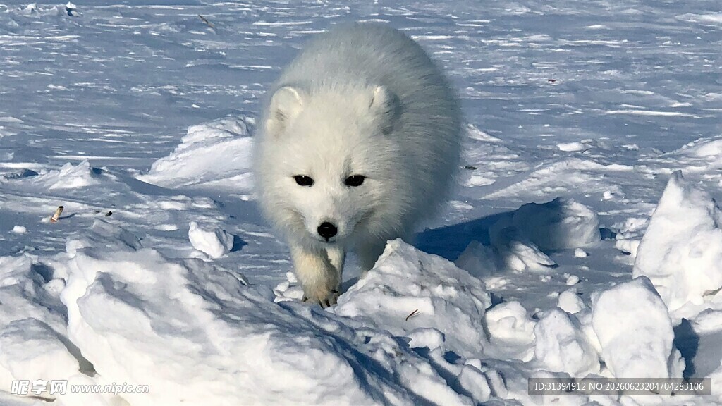 雪地中的白狐