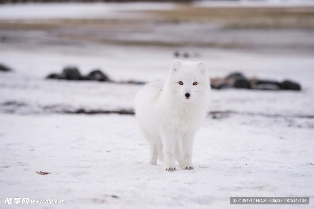 雪地中的白色萨摩耶犬