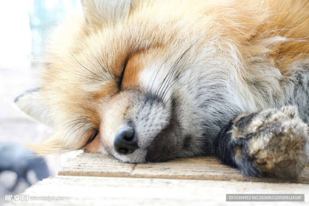 酣睡的狐狸