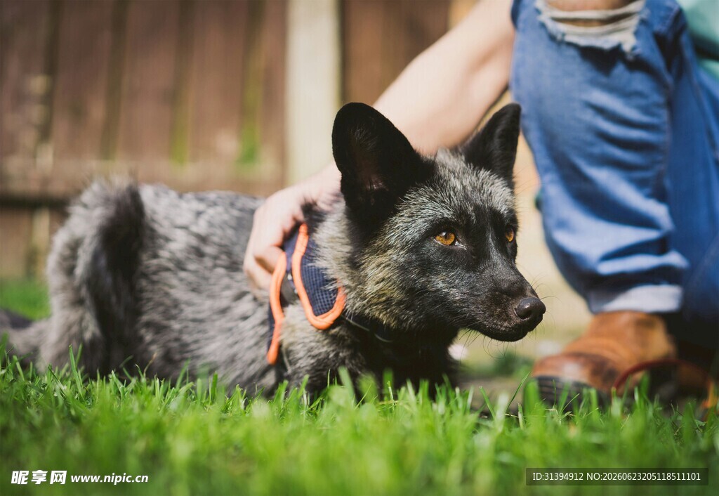 人与萌犬在草地温馨互动