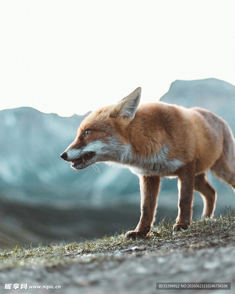 野外红狐张嘴站立瞬间