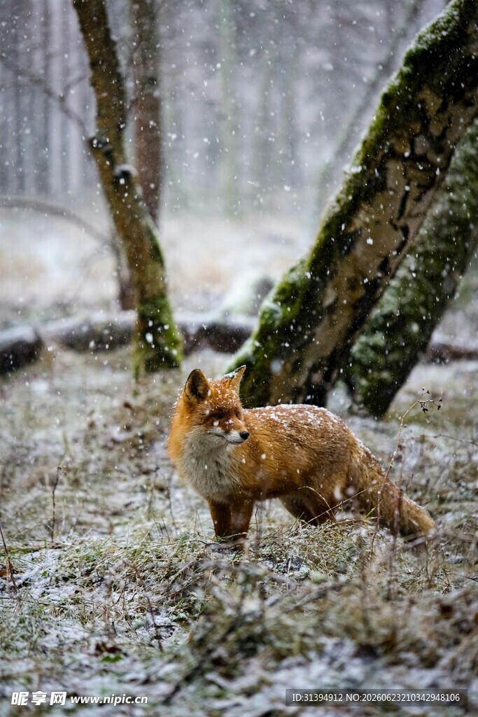 雪地中站立的红狐狸