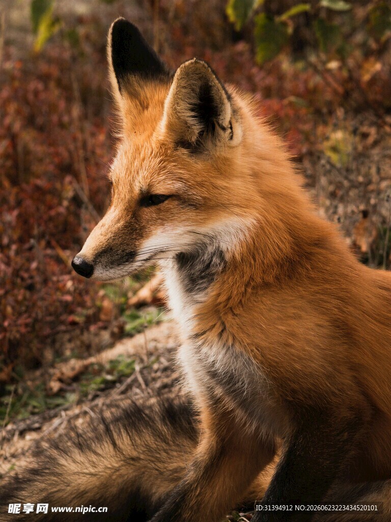 野外的红狐狸