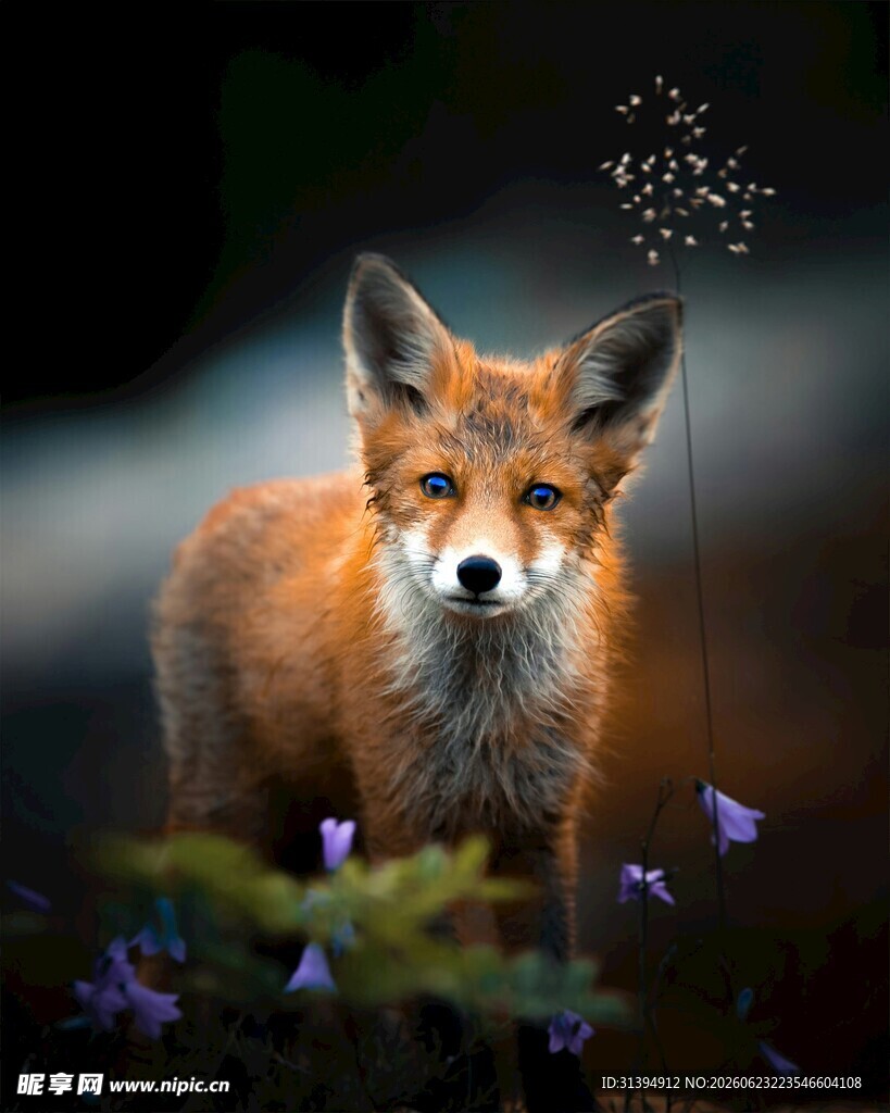 森林中的红狐狸