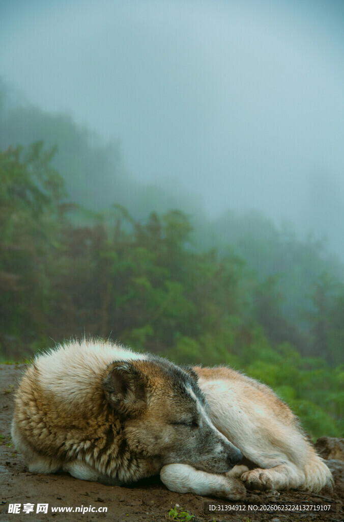 雨中酣睡的狗狗