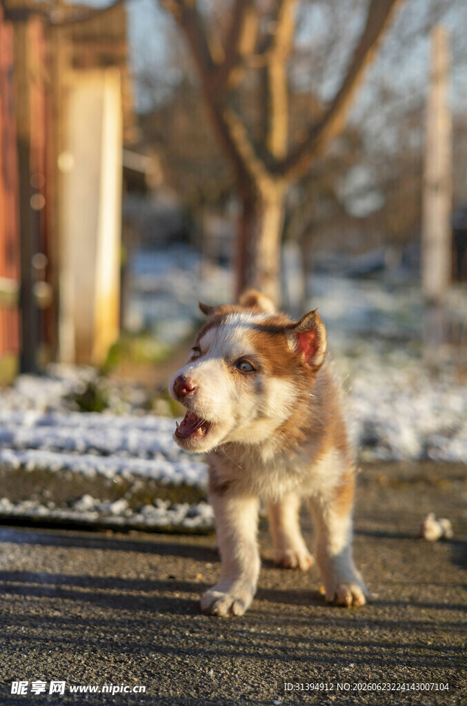 雪地中奔跑的可爱小狗
