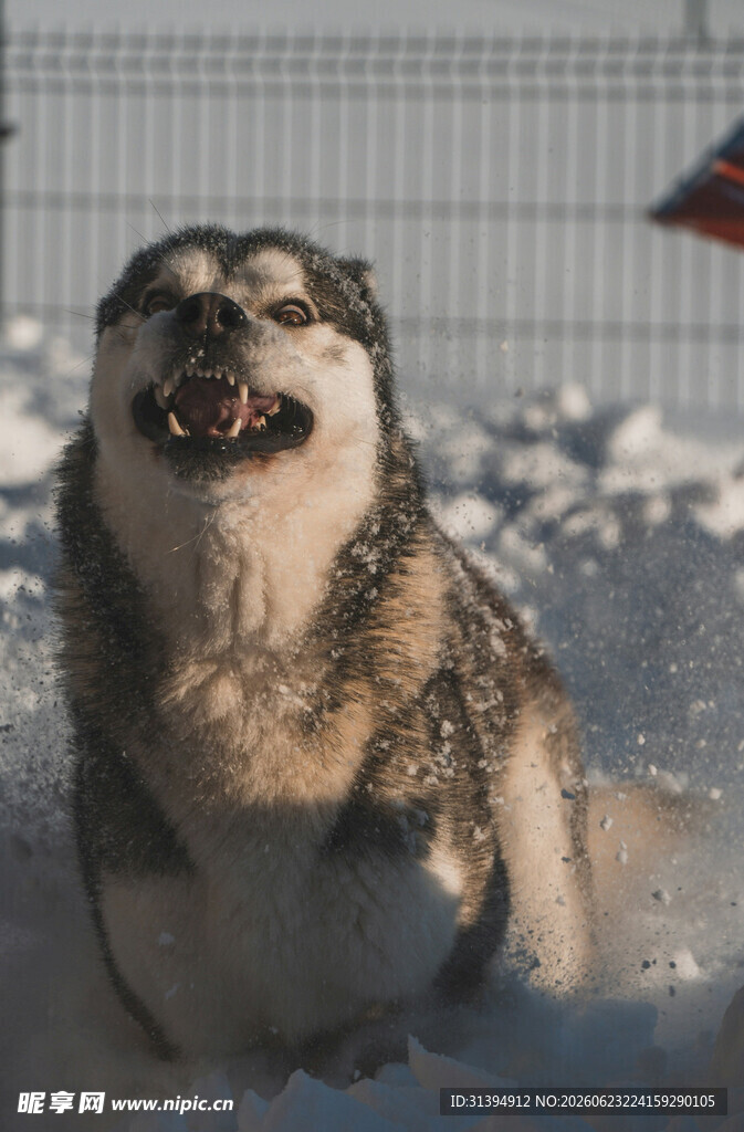雪地中咧嘴笑的阿拉斯加犬