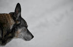 雪地中的德国牧羊犬