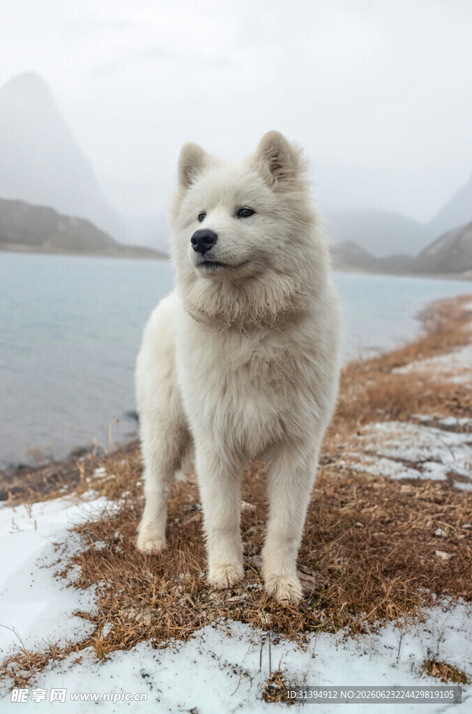 雪地中的萨摩耶犬