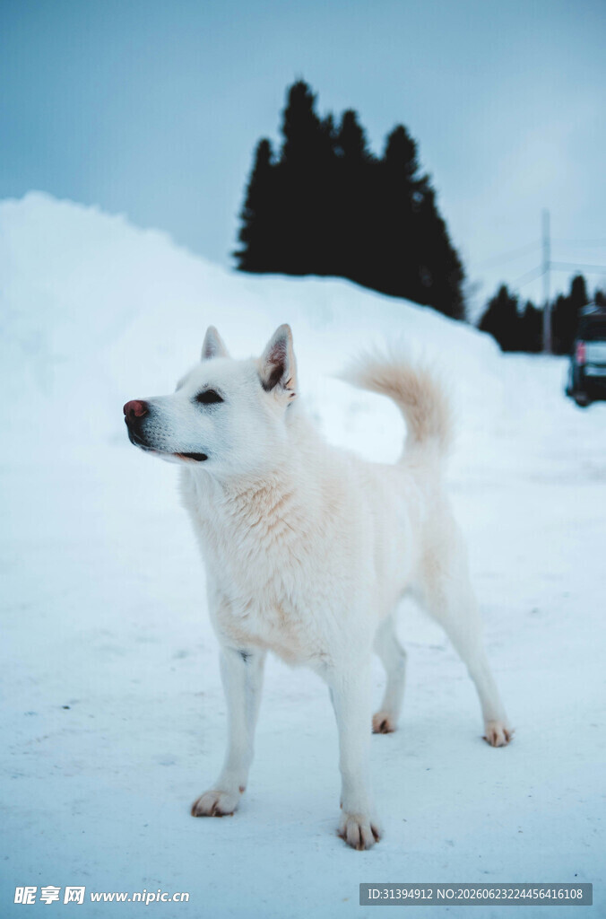 雪地中的白色狗狗