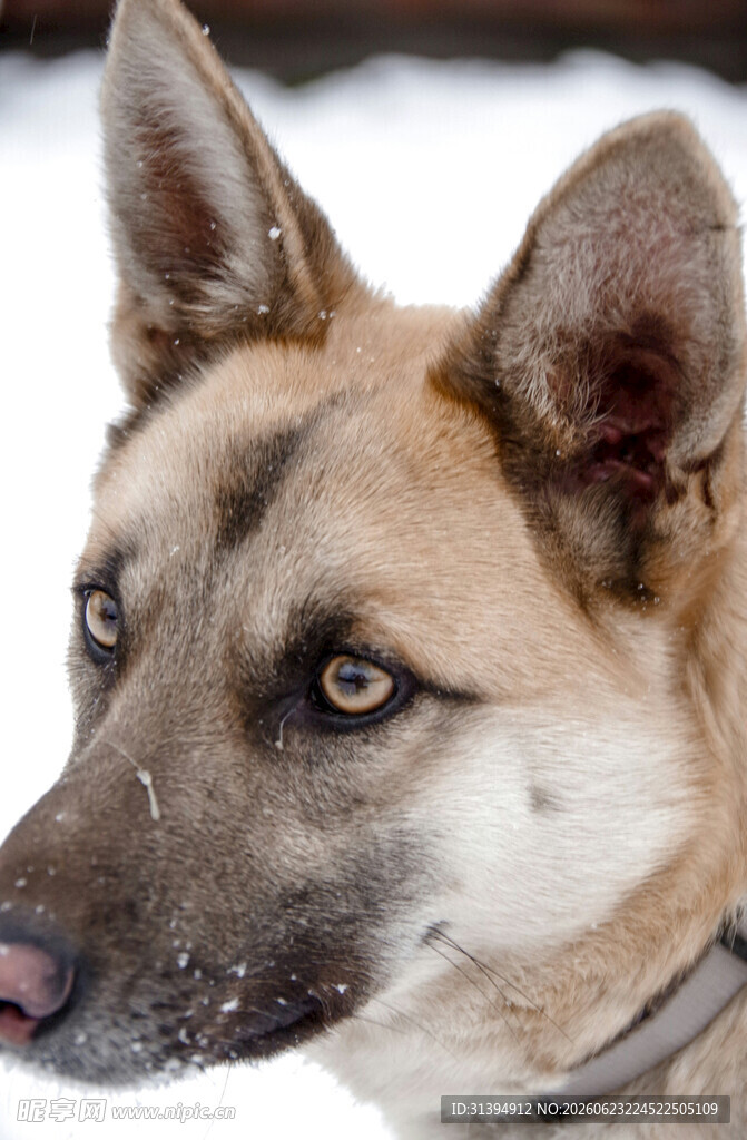 雪地中的警觉犬