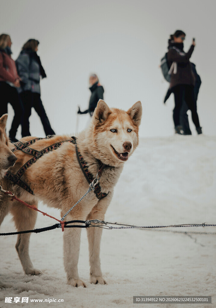 雪地中的哈士奇雪橇犬