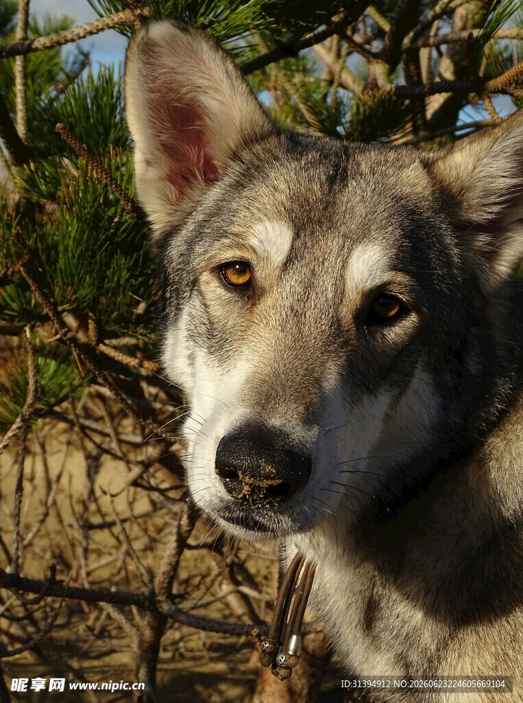 凝视的狼犬
