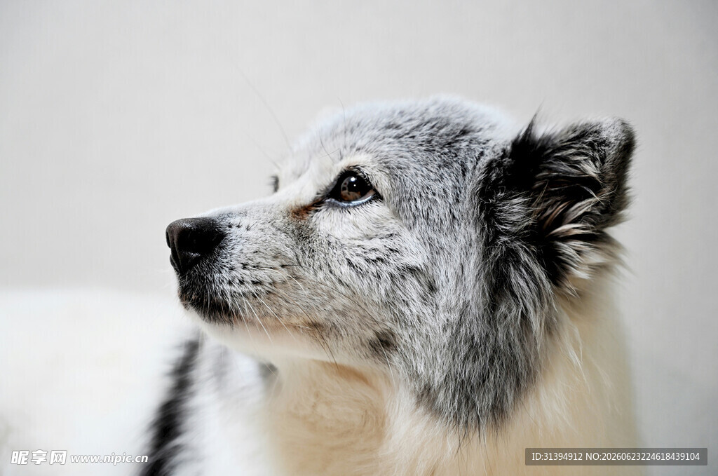 灰白萌犬侧头凝望