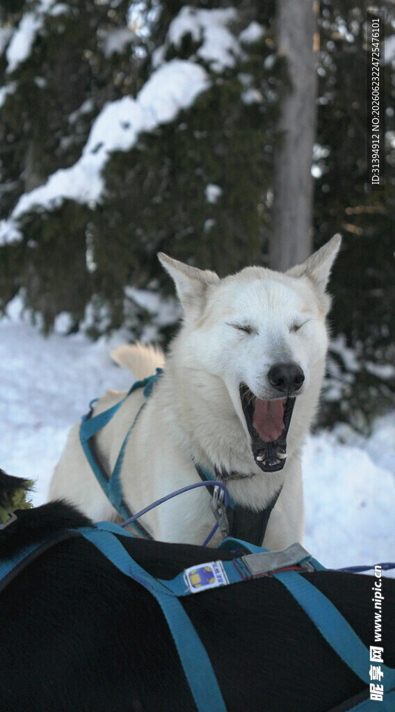 雪地中拉雪橇的快乐白犬