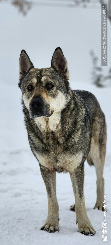 雪地中的德国牧羊犬