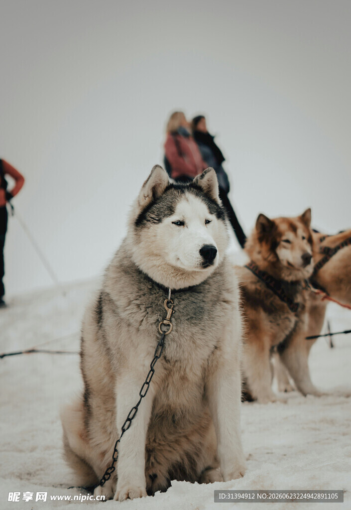 雪地中待命的帅气雪橇犬