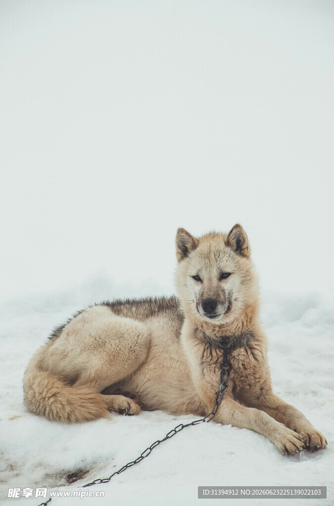 雪地中休憩的帅气犬只