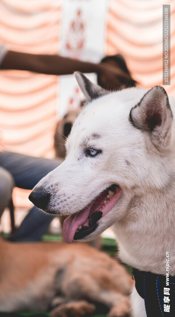 户外开心的白色犬只